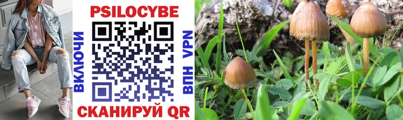 Галлюциногенные грибы Psilocybe  Короча 